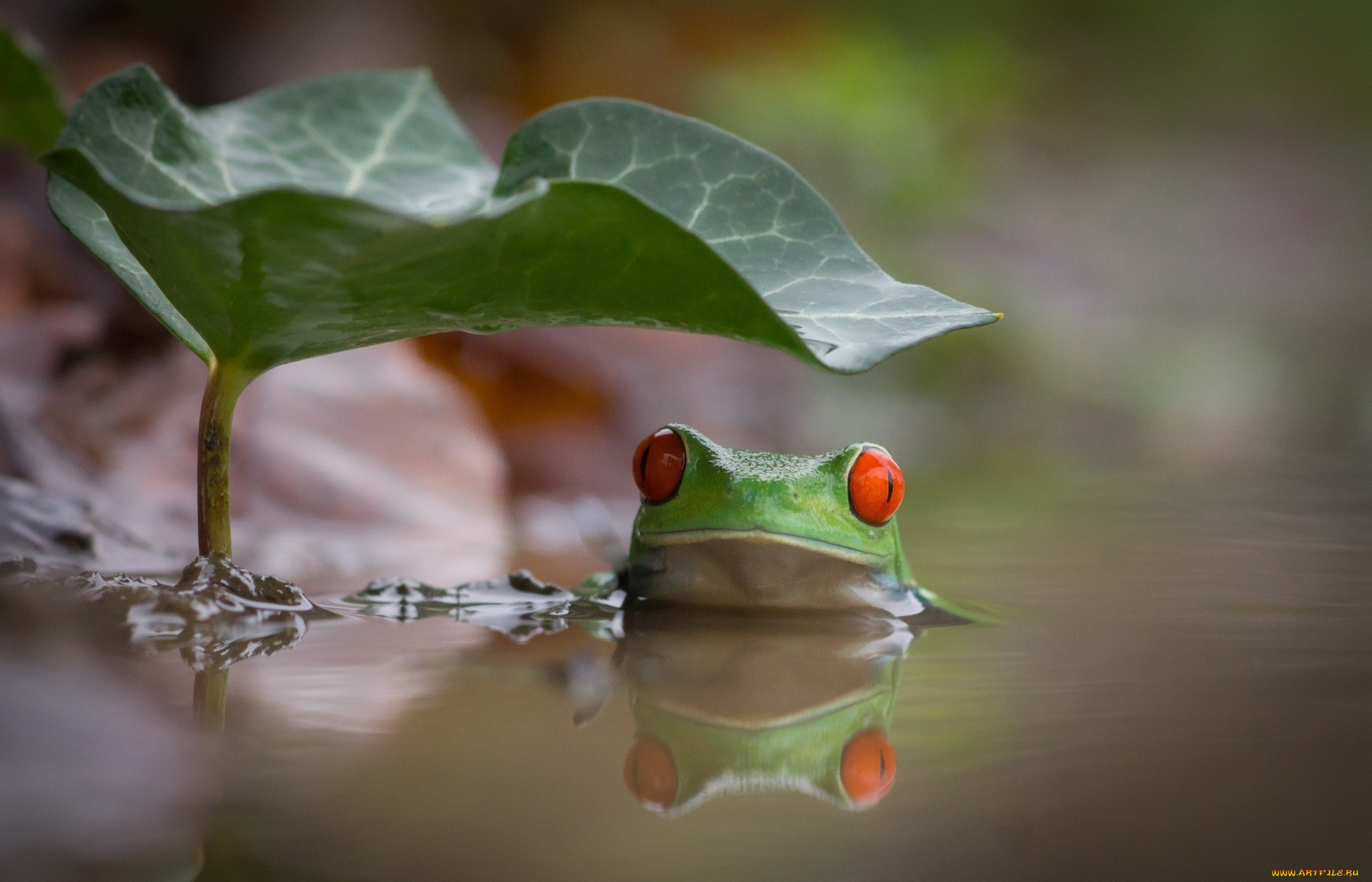 , , , , hd, , swimming, leave, water, lake, , , , , , beauty, , , red, eyes, colourfull, frog, , , 